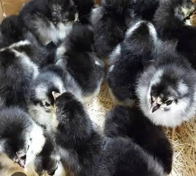 austrlop 3 day old chicks available in Karachi
