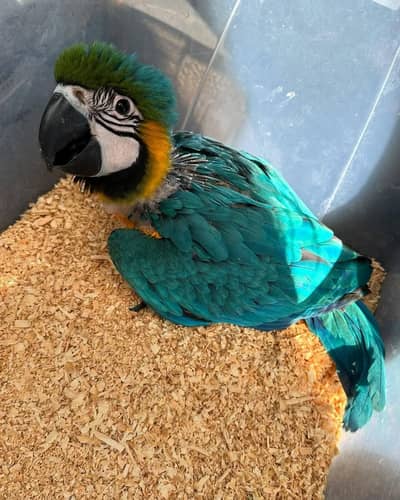 blue and gold macaw chick
