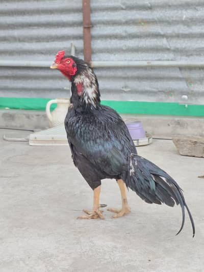 High quality lasani patha available