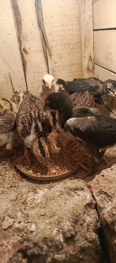 Aseel Thai & pakoye chiks  and female