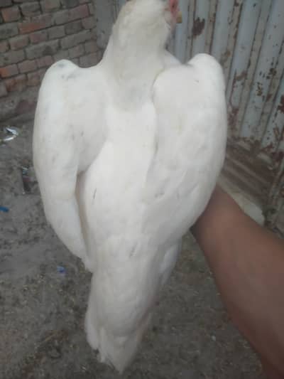 paper white high quality Hera female for sale