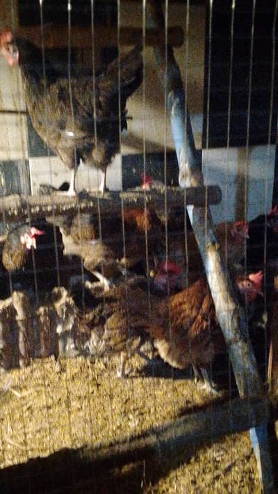 EGG Production 100 %