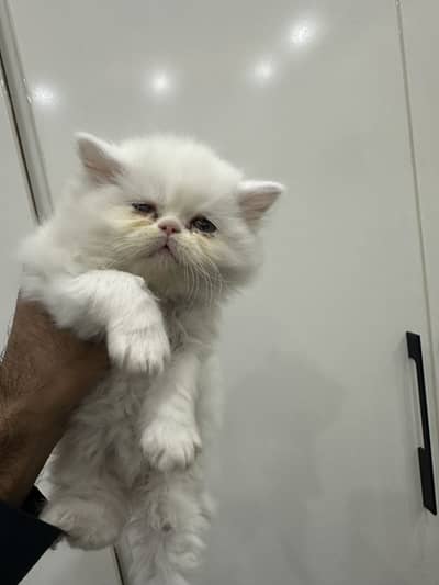 Punch face full long coat extreme Quality  kittens