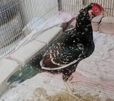 ASEEL MURGHI FOR SALE IN MULTAN 03271881108