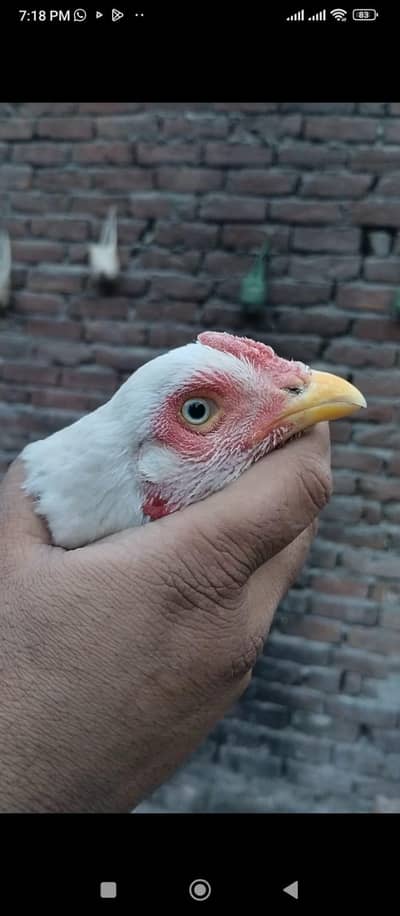 Heera and ayam cemaani