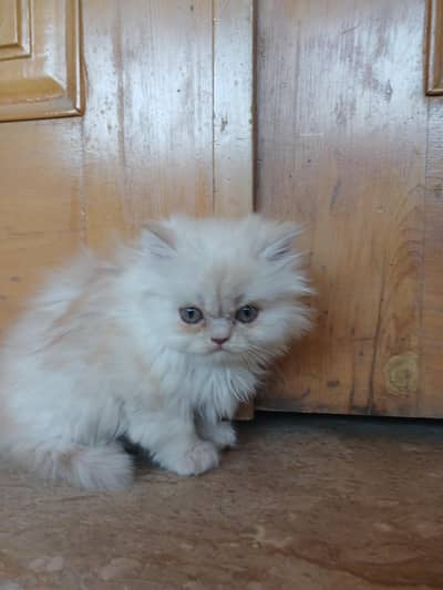 Persian kitten female
