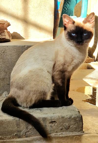 Himalayan British short hair