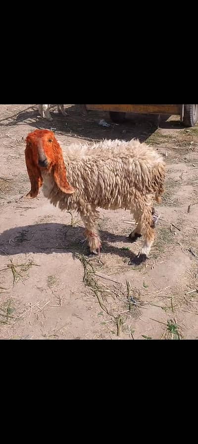 Female sheep for sale