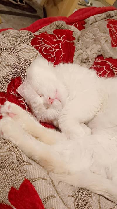 wight odd eyes  breeder male