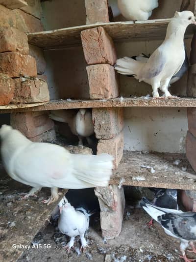 what's app number 03470057268