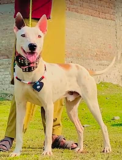 Guwahati gultair mail 6month  for sale