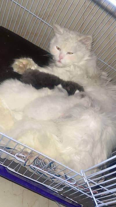 triple coat kittens available for sale 