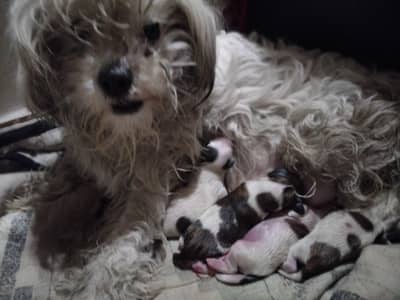 Shutzu Puppies male or Female for sale