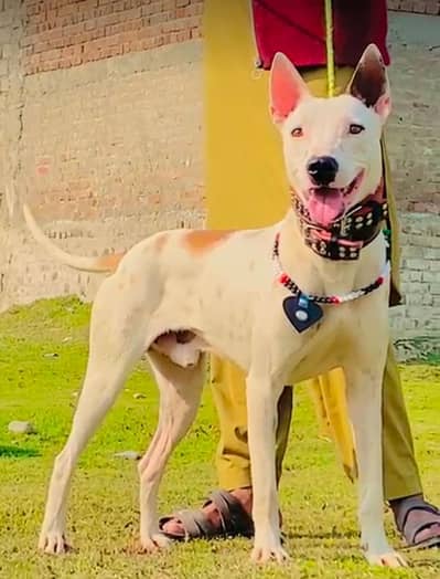 Guwahati gultair mail age 6 month for sale