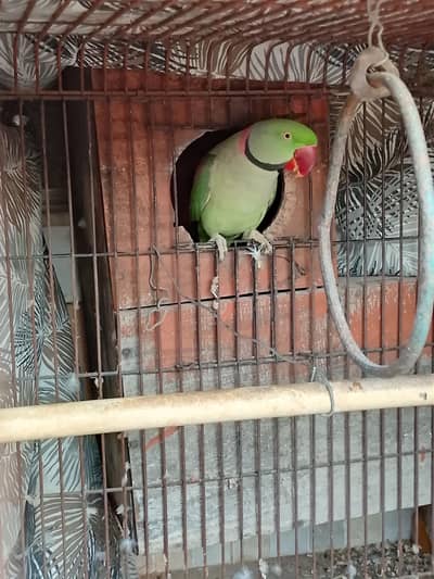 Raw parrot breeder pair