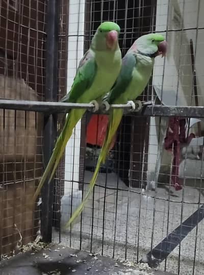 pure kashmiri raw pair