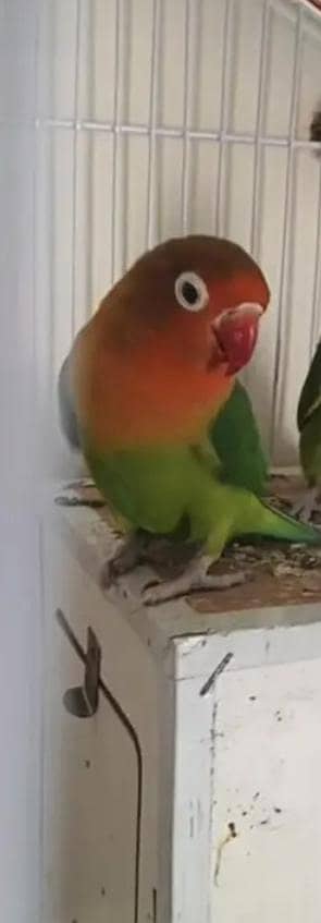 green fiser female ha