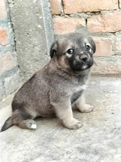 pure Afghani Kuchi male exchange Bi possible jai