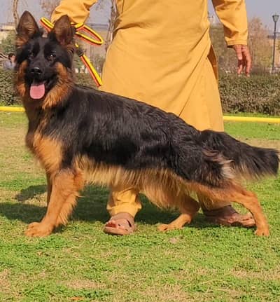 German Shepherd long coat top quality triple coated breaker female