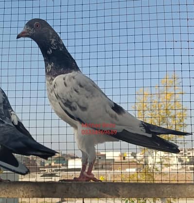 Golden kabutar | High Flyer pigeons