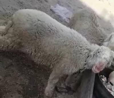 Mundri | Pure White Mundri | Mundri For Sale | Home Breed Mundri