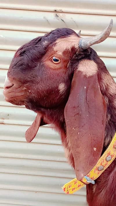 Dumba and Bakra Qurbani  k liye Age 5 months