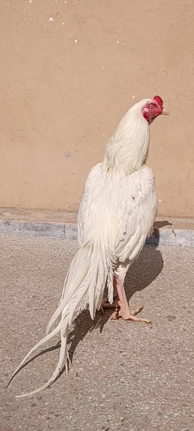 paper white heera aseel chiks {high quality}