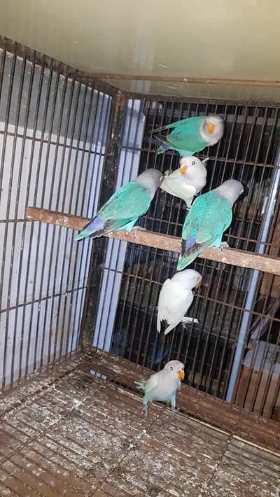 albino red and black eye 03447884589