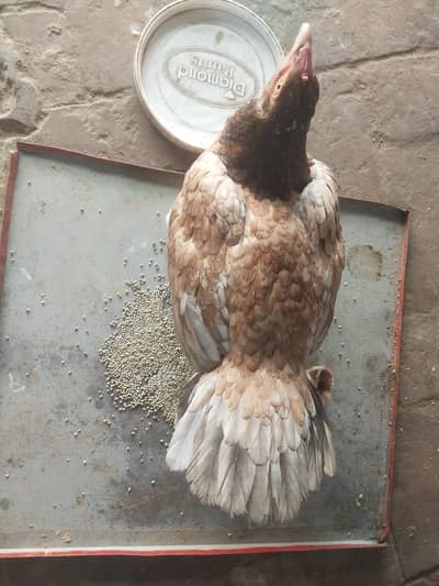 healthy and active 4 chick's