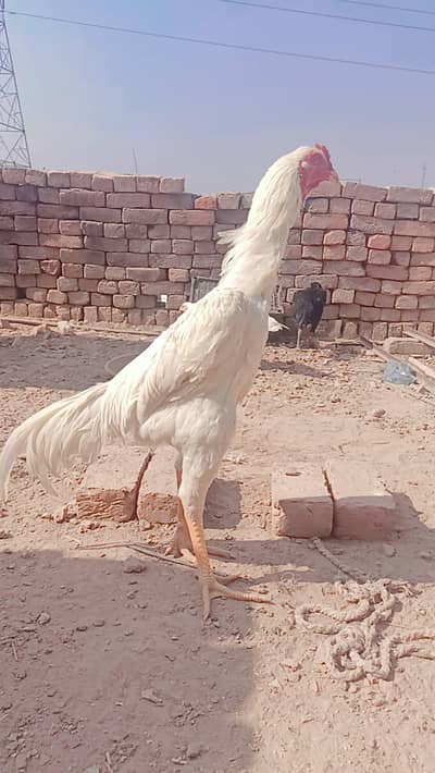 white o shamo+ Germon O shamo