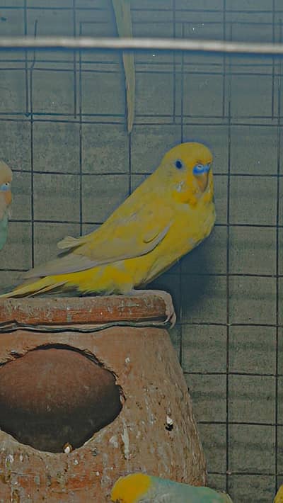 Healthy Australian Parrot – Active & Beautiful