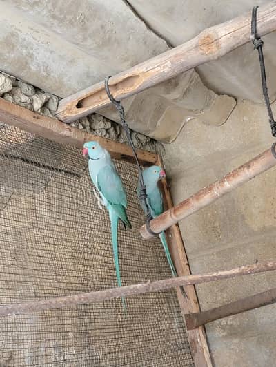 Blue Ringnack Breeder Pair