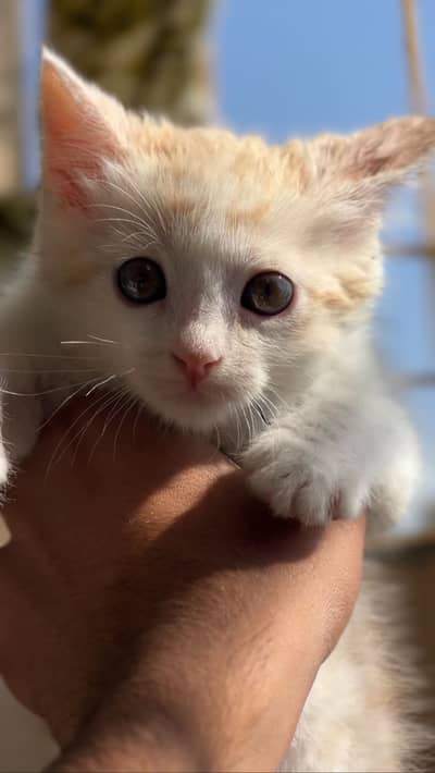 Short-hair Persian kitten (3 months)