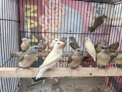 Goldian chiks pathay