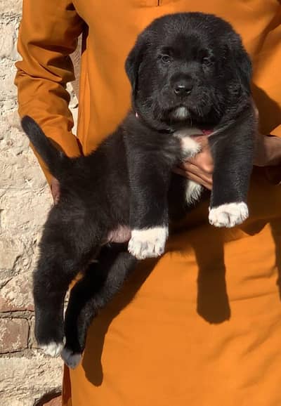 all Pakistan Cargill O Level