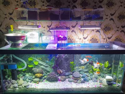 Aquarium + Wood base