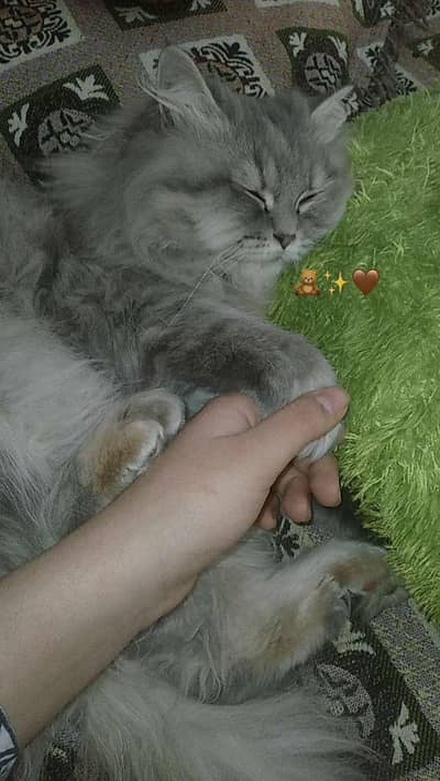 Persian Tripple coated cat