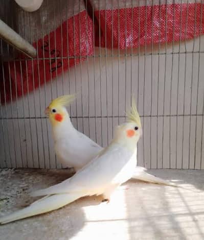 cocktail and love brids pathy