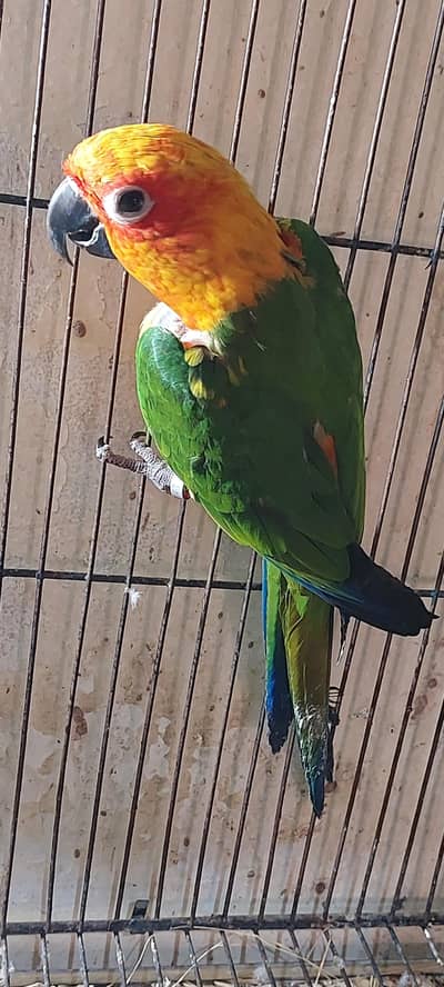 janday conure male
