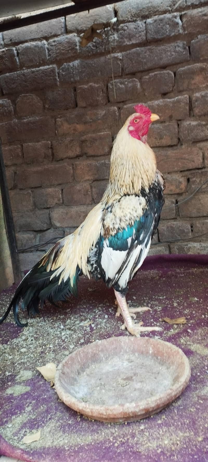 High quality patha 0