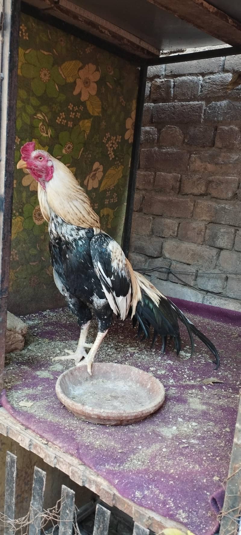 High quality patha 1