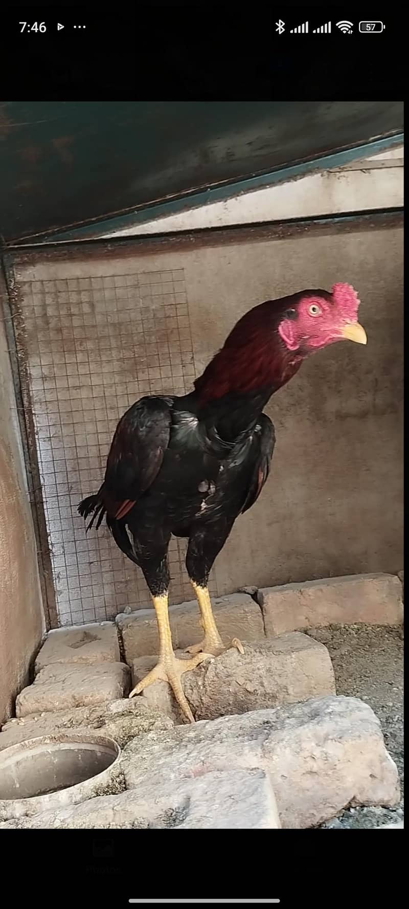 High quality patha 2