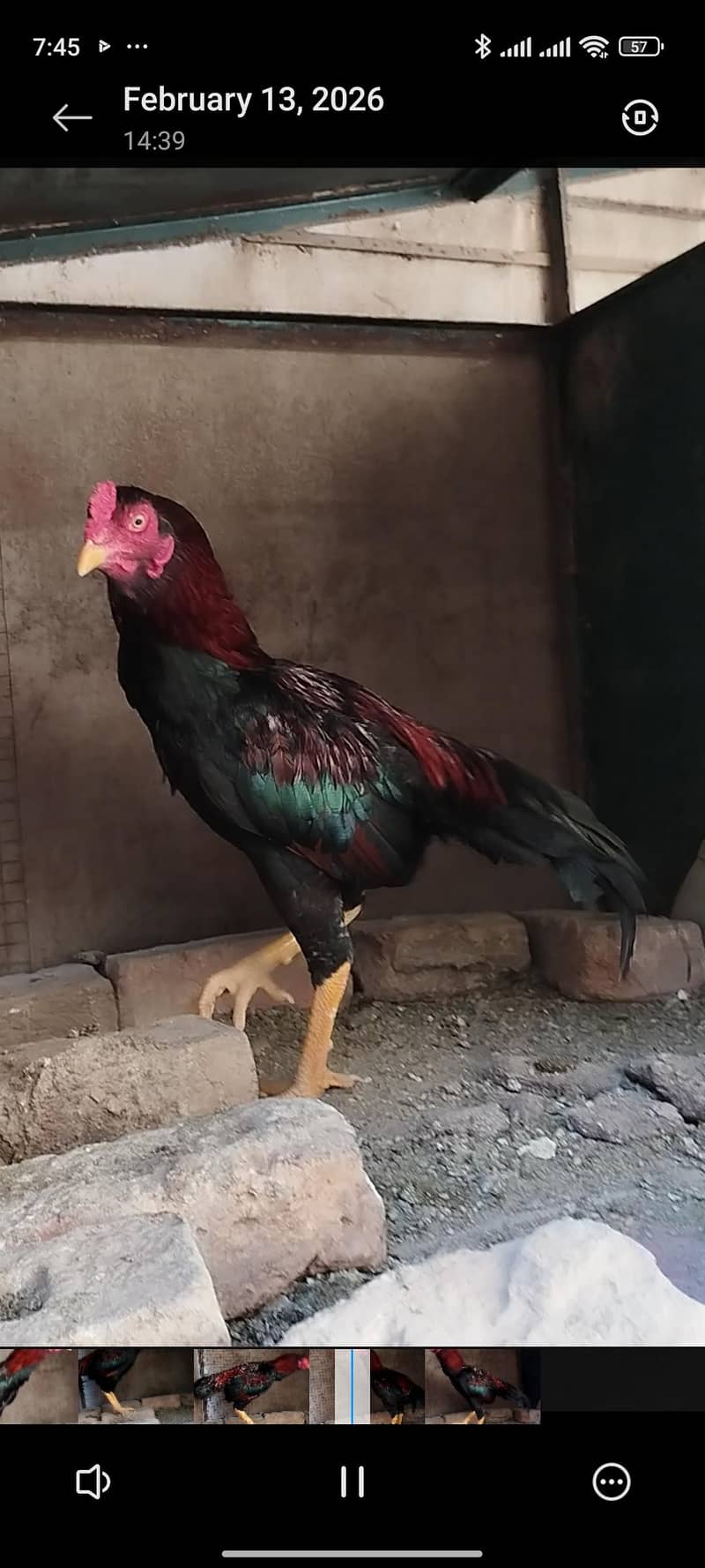 High quality patha 3