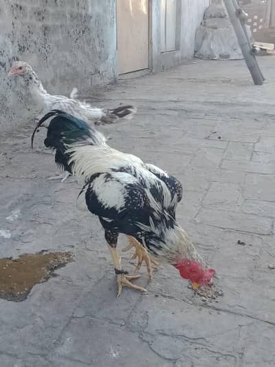 Aseel Jawa Murga and cheeni  Aseel Murgi for sale