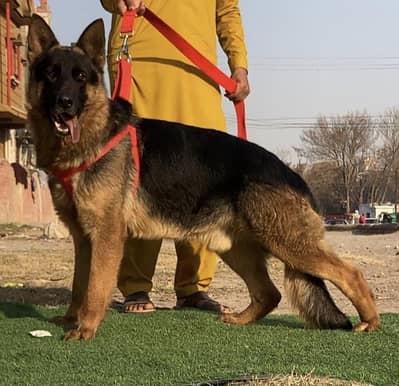 German shepherd strong bloodline male 14 month age available