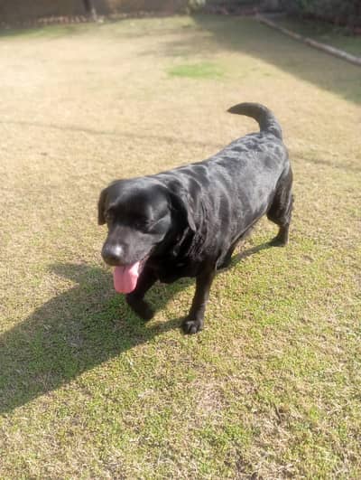 I want sale my dog interested people contact me