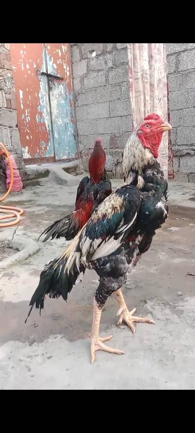 High quality Aseel murga for sale