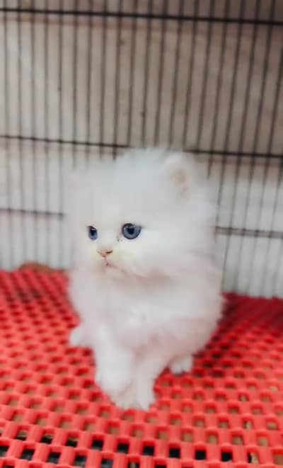 Persian Cats & Kittens for Sale may WhatsApp 03493839133