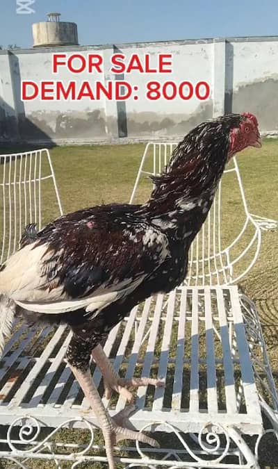 cheena aseel murga 6 month age