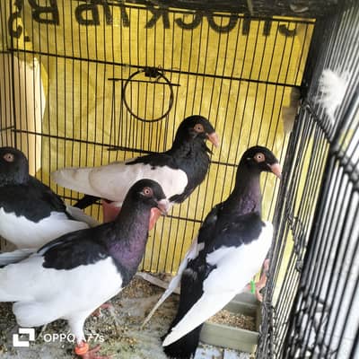 sharazi family for sale